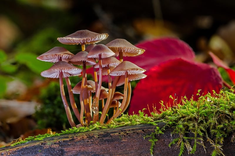 Moss Types