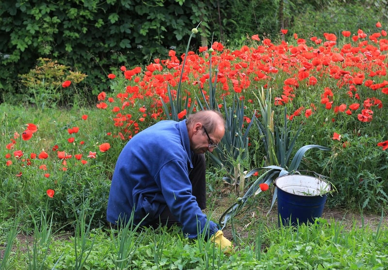 Weeding Strategies
